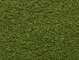 Dill (dried)