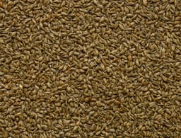 Celery Seed